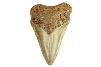 Juvenile Fossil Megalodon Tooth From Angola - Unusual Location #258545