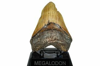 Fossil Megalodon Tooth - North Carolina #258757