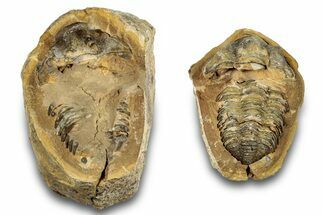 Fossil Calymene Trilobite In Nodule (Pos/Neg) - Morocco #255139