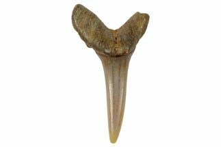 Fossil Sand Tiger Shark Tooth (Carcharias) - Angola #259464