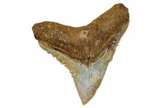 Fossil Bull Shark Tooth (Carcharhinus) - Angola #259469
