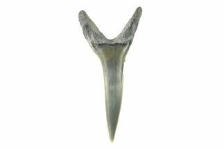 Sand Tiger Shark (Carcharias) Tooth - Bone Valley, Florida #260268