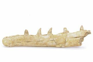 Mosasaur (Halisaurus) Jaw Section with Five Teeth - Morocco #260365