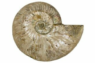 Silver Iridescent Ammonite (Cleoniceras) Fossil - Madagascar #260913