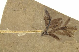Conifer Needle (Metasequoia) Fossil Pos/Neg - McAbee, BC #262228