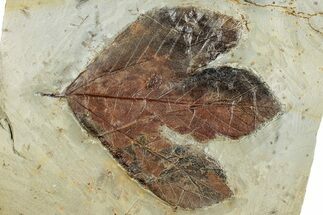Fossil Sycamore Leaf (Macginitiea) - Montana #262511