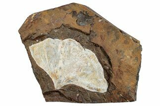 Fossil Ginkgo Leaf From North Dakota - Paleocene #262783