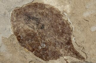 Fossil Elm Tree Leaf (Ulmus) - Nebraska #262740