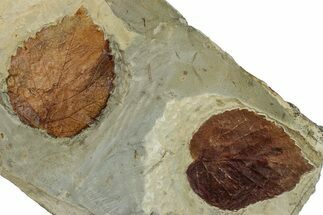 Plate with Two Fossil Leaves (Davidia) - Montana #262774