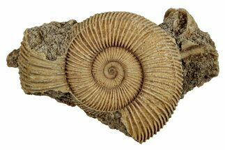 Jurassic Ammonite (Dactylioceras) Fossil - Germany #262984
