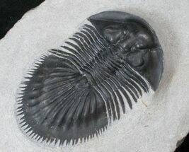 Well Preserved Thysanopeltis Trilobite #15382