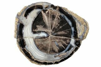 Petrified Wood (Schinoxylon) Round - Blue Forest, Wyoming #263977