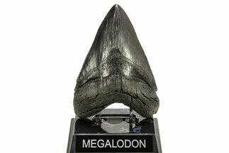 Fossil Megalodon Tooth - Beautiful River Meg #265027