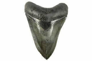 Serrated, Fossil Megalodon Tooth - Beautiful River Meg #265045