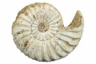 Jurassic Ammonite (Pleuroceras) Fossil - Germany #265281