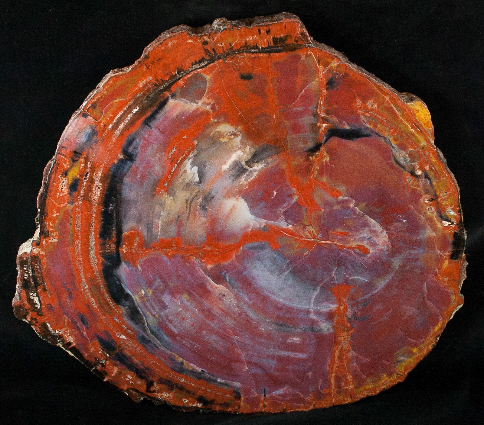 Red/Purple Arizona Petrified Wood Slab 14" For Sale (15551
