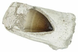 Mossasaur Tooth Root With Unerupted Tooth #266007