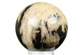 Petrified Wood (Tropical Hardwood) Sphere - Indonesia #266114