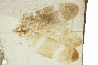 Fossil Insect - McAbee, British Columbia #268512