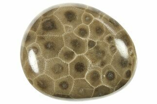 Polished Petoskey Stone (Fossil Coral) - Michigan #268045