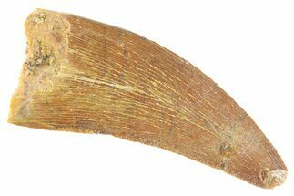 Serrated, Theropod (Deltadromeus?) Tooth - Real Dinosaur Tooth #268835