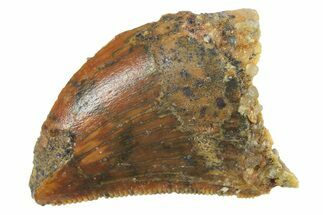 Serrated, Baby Carcharodontosaurus Tooth - Morocco #268884