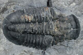 Asaphiscus Wheeleri Trilobite Molt - Utah #269699