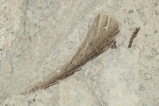 Detailed Fossil Feather - Green River Formation, Wyoming #269747