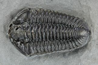 Calymene Niagarensis Trilobite Fossil - New York #269929