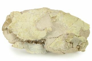 Fossil Oreodont (Merycoidodon) Partial Skull - South Dakota #269940