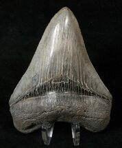 Beautiful Megalodon Tooth - South Carolina #15613