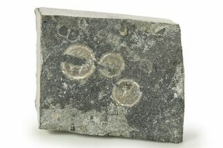 Three Edrioasteroid (Isorophusella) Fossils - Ontario #269872