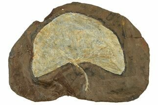 Paleocene Fossil Ginkgo Leaf - North Dakota #269484
