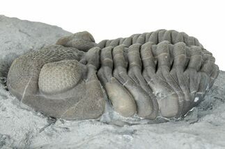 Eldredgeops Trilobite - Paulding, Ohio #270440