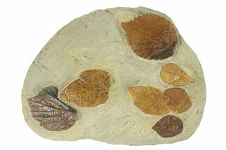 Plate with Seven Fossil Leaves (Three Species) - Montana #270991