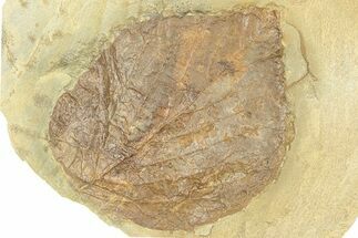 Fossil Leaf (Davidia) - Montana #271003