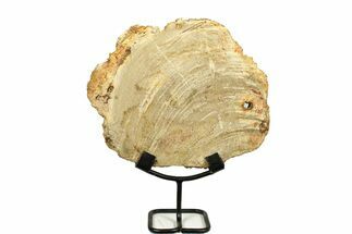 Petrified Wood (Tropical Hardwood) Slab with Stand - Indonesia #271163