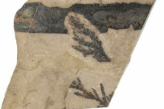 Conifer (Chamaecyparis?) Fossil Plate - McAbee, BC #271355