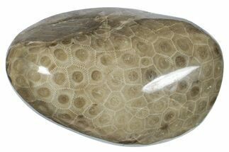 Large, Polished Petoskey Stone (Fossil Coral) - Michigan #271879