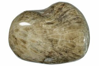 Large, Polished Petoskey Stone (Fossil Coral) - Michigan #271884