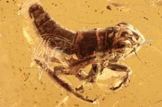 Fossil Leafhopper Nymph and True Midge in Baltic Amber #272125