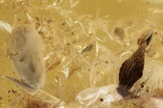Detailed Fossil Beetle (Coleoptera) and Flower Stamen in Baltic Amber #272137