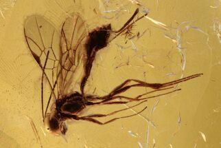 Fossil Parasitoid Wasp (Braconidae) In Baltic Amber #272113