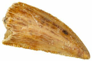 Serrated, Raptor Tooth - Real Dinosaur Tooth #269379