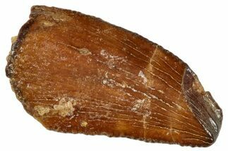 Serrated, Raptor Tooth - Real Dinosaur Tooth #269381