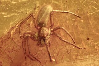 Detailed Fossil Tube-Dwelling Spider (Segestriidae) In Baltic Amber #272664