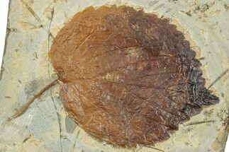 Fossil Leaf (Davidia) - Montana #270969