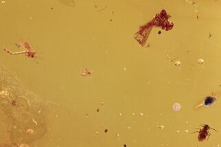 Fossil Winged Ant, True Midges, Gnat & Aphid Nymph in Baltic Amber #273193