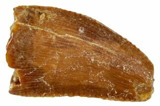 Serrated, Raptor Tooth - Real Dinosaur Tooth #273087