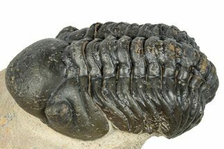 Curled Reedops Trilobite - Atchana, Morocco #273424